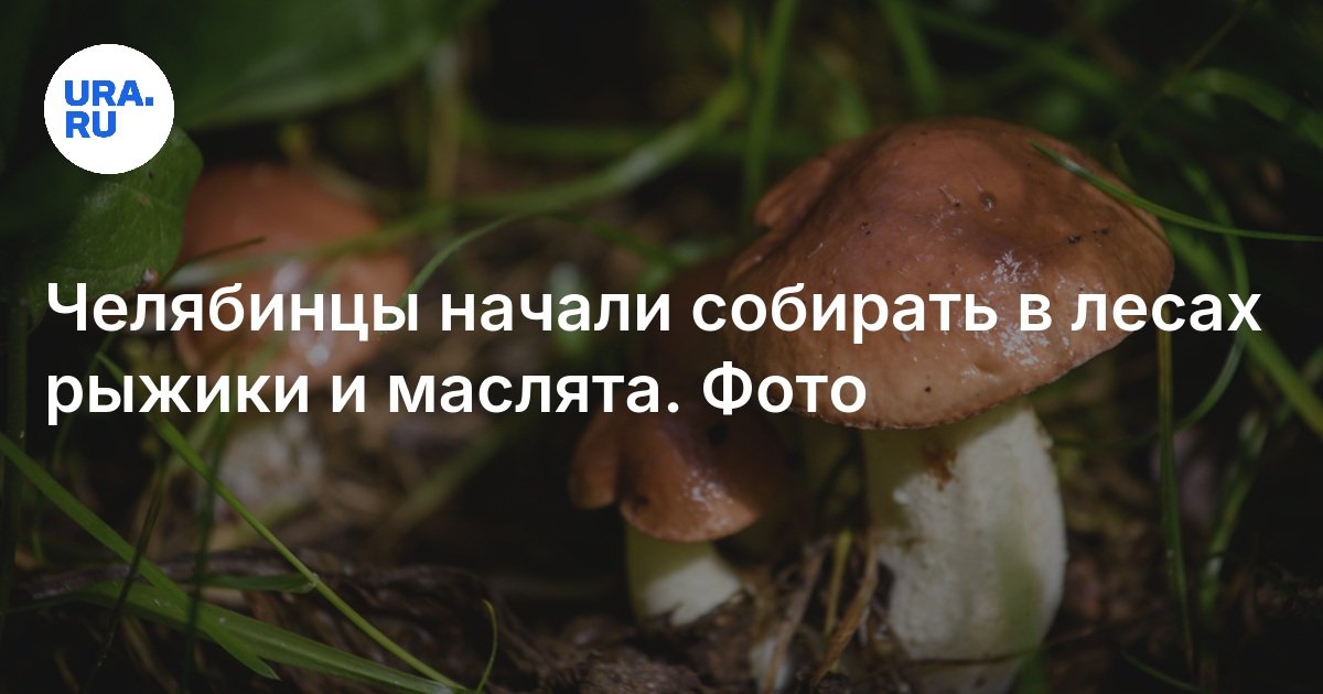 بدأ سكان Chelyabinsk في جمع الأشرعة والزيوت في الغابات