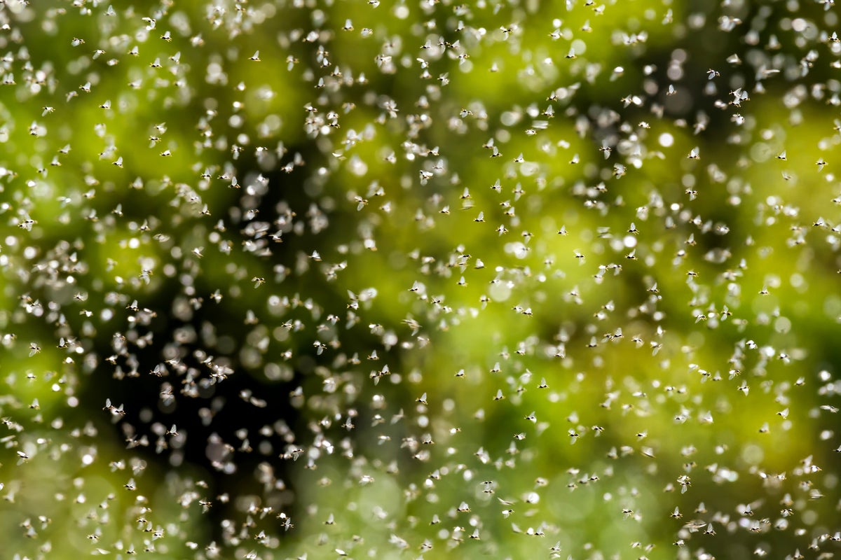 Flying Ant Day 2025: متى هو ولماذا يحدث؟
