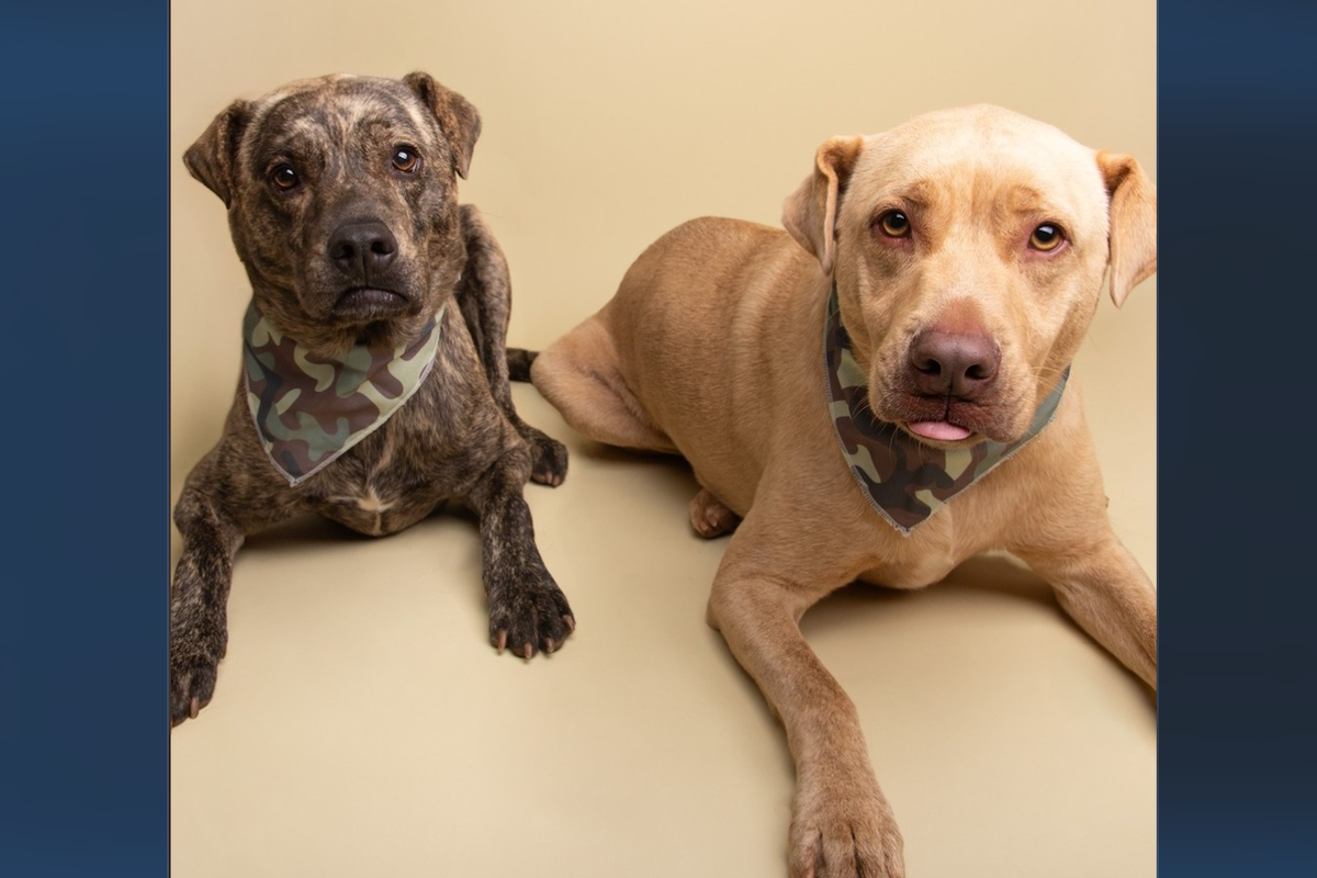 يحارب المأوى لإبقاء Dog Brothers معًا بعد وفاة مالك شرطي NYPD من السرطان