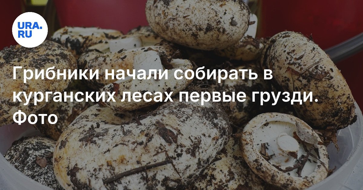 بدأ ملتقطو الفطر في جمع الأحمال الأولى في غابات كورغان