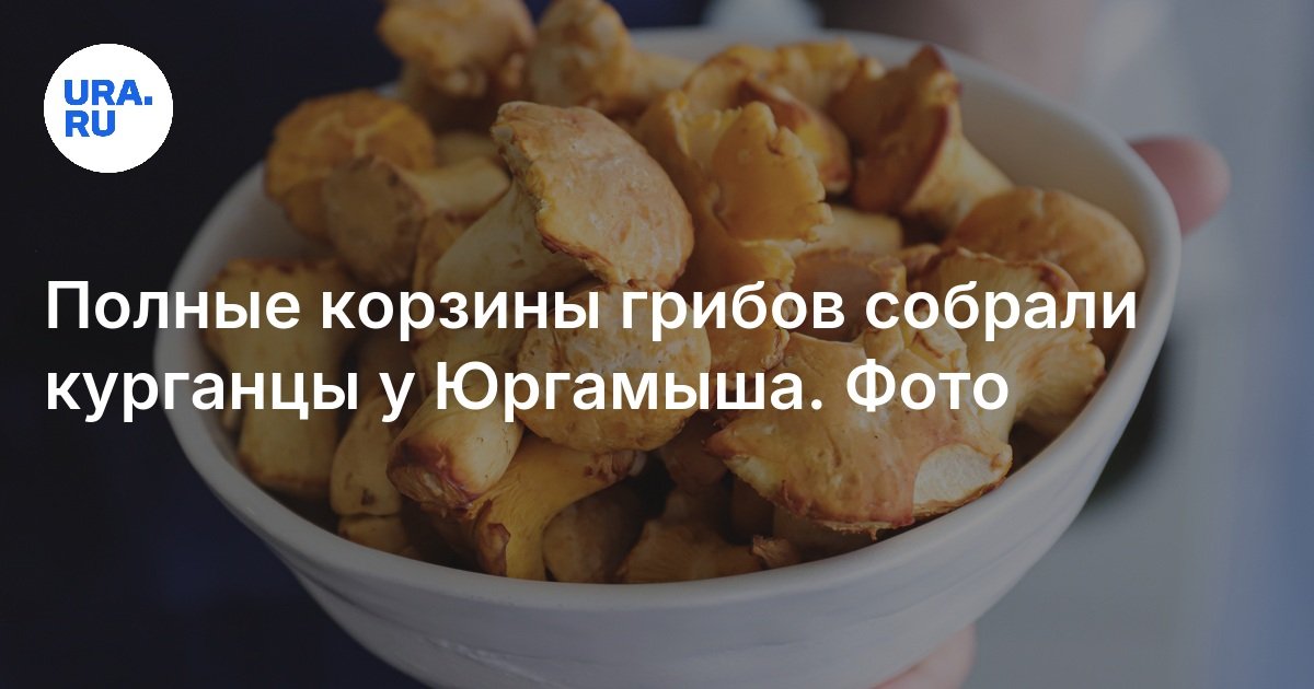تجمع سلال كاملة من الفطر الكورغان في يورغاميش
