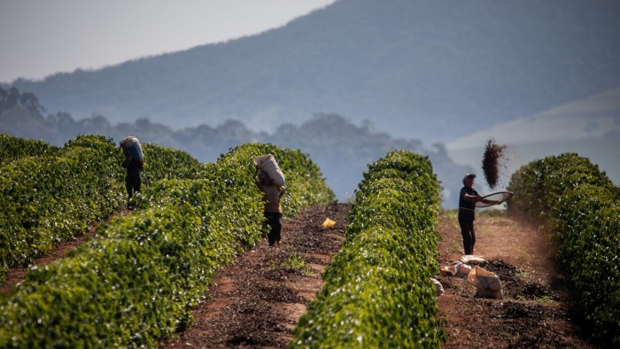 Workers harvest coffee beans at a plantation in Alfenas, Minas Gerais state, Brazil