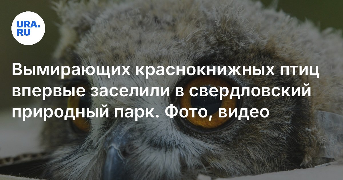 تم استقرار الطيور الحمراء للكتاب الأحمر في حديقة Sverdlovsk الطبيعية