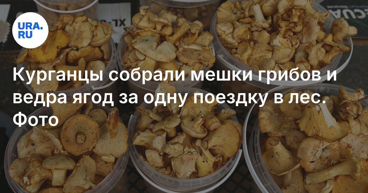 جمع الكورغان أكياس الفطر ودلو من التوت لرحلة واحدة إلى الغابة