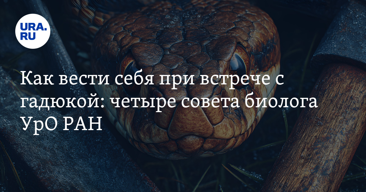 كيف تتصرف عند الاجتماع مع Viper: أربع نصيحة من عالم الأحياء في الأكاديمية الروسية للعلوم