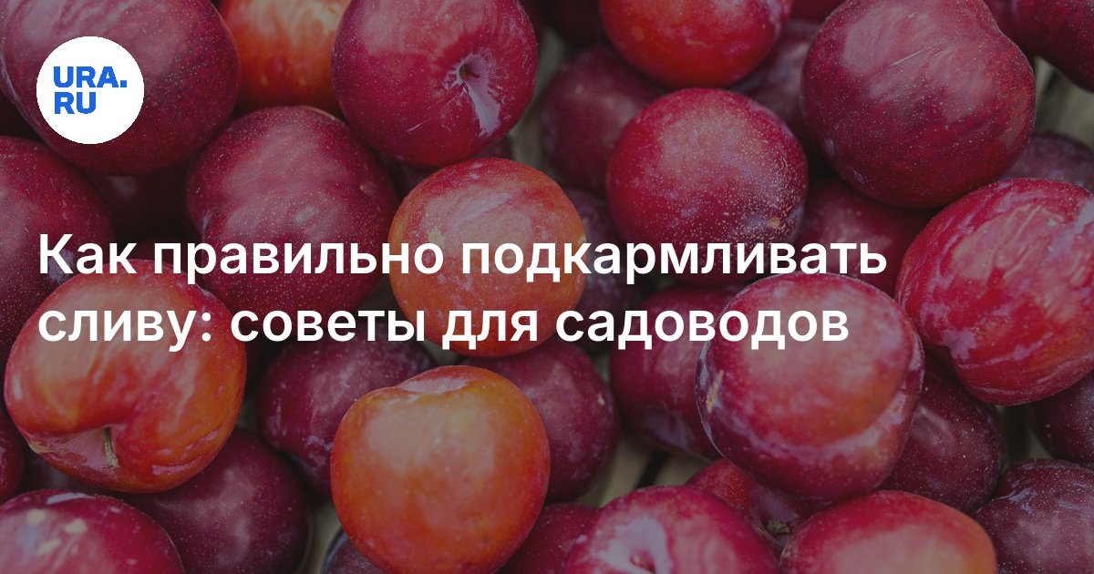 كيفية إطعام الخوخ بشكل صحيح: نصائح للبستانيين