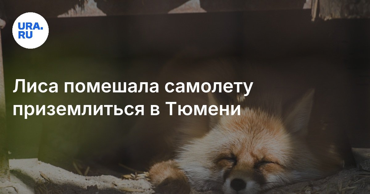 منع الثعلب الطائرة من الهبوط في Tyumen