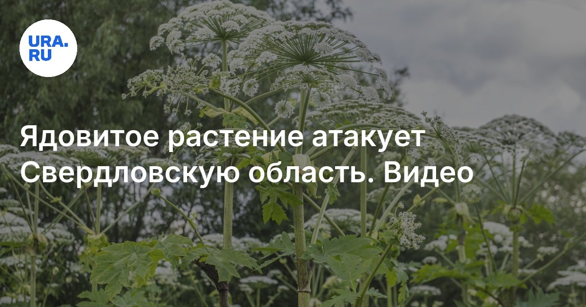 يهاجم النبات السام منطقة Sverdlovsk